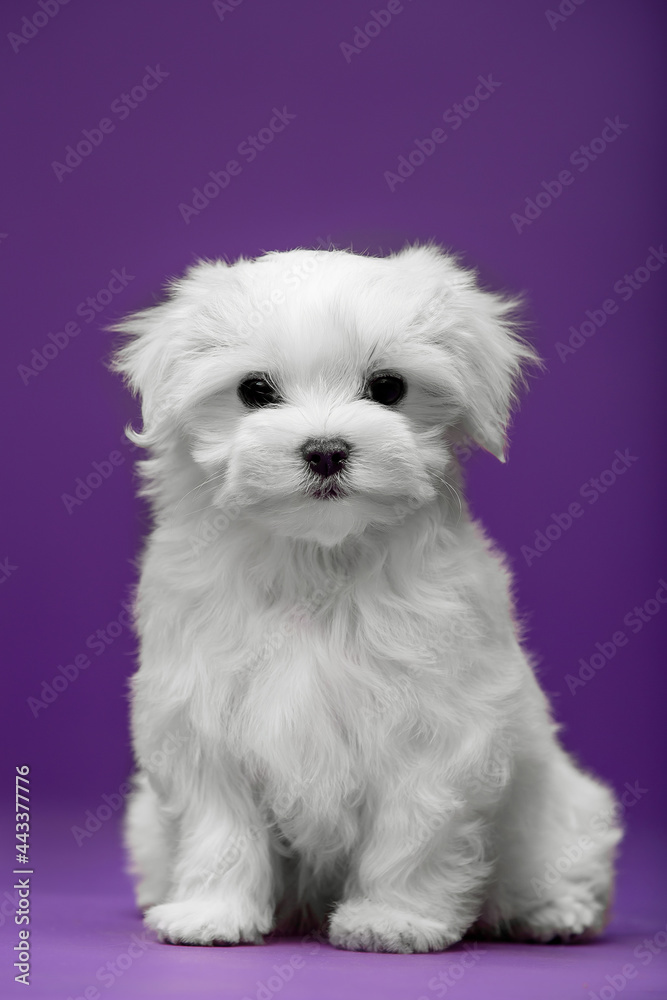 Beautiful and cute maltese puppies on a purple background