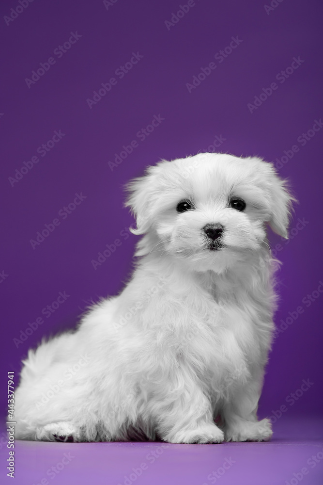 Beautiful and cute maltese puppies on a purple background Beautiful and cute maltese puppies on a purple background