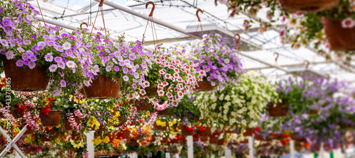 colorful flower pots hanging in ornamental garden plants center. banner copy space