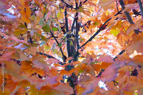 Red maple leaf in autumn season with branches Leaves background.