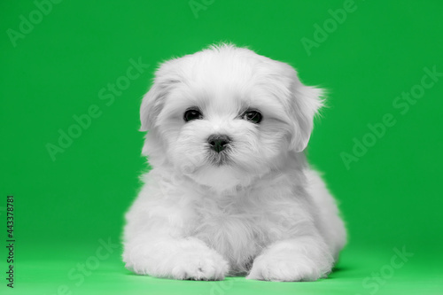 Beautiful little white puppies of Maltese breed