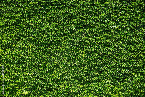 Ivy (Hedera helix) Type of plant Climbing, green wall from Greek ivy