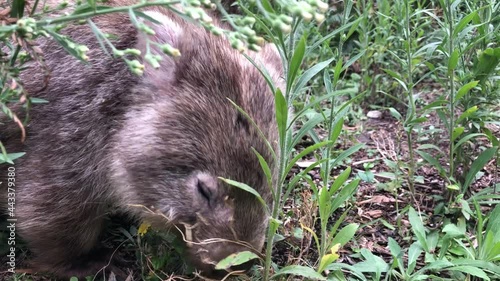 Wombat eating grass. Australian marsupial animal. Closeup. photo