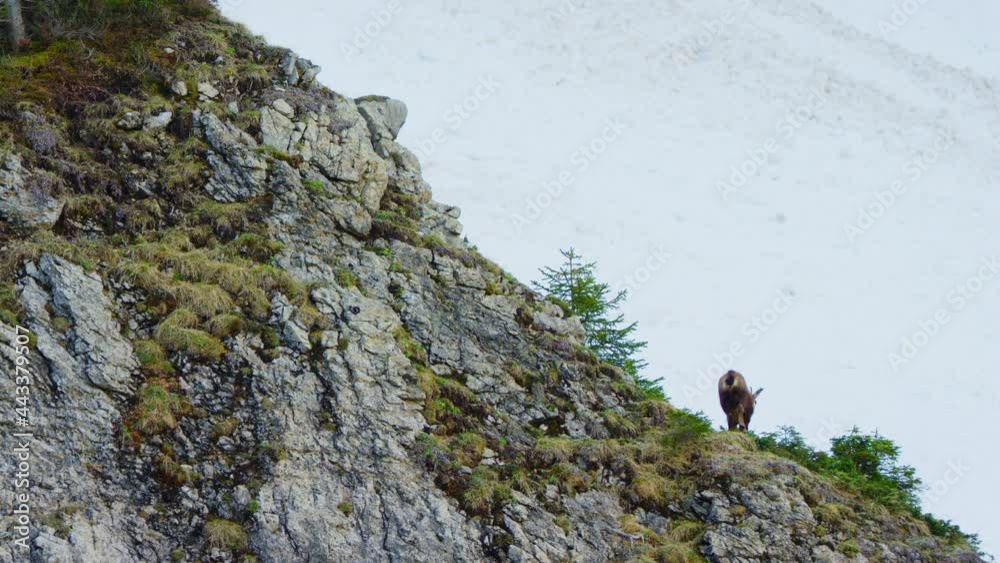 A chamois stands up and walks away from an exposed rock face A chamois stands up and walks away from an exposed rock face