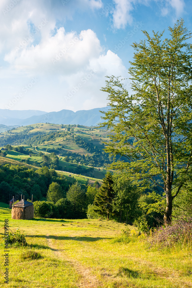 rural landscape in morning light. wonderful countryside scenery of carpathian mountainsin summer. trees, fields and haystack on the hills. bright blue sky with fluffy clouds above the distant ridge