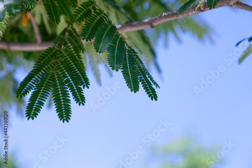 Green leaves against a blue sky.