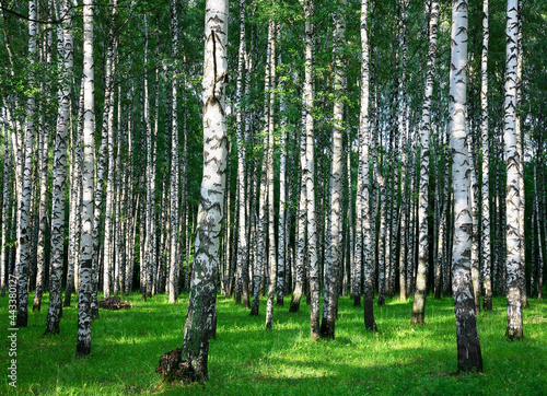 Summer birch forest in the rays of sunlight