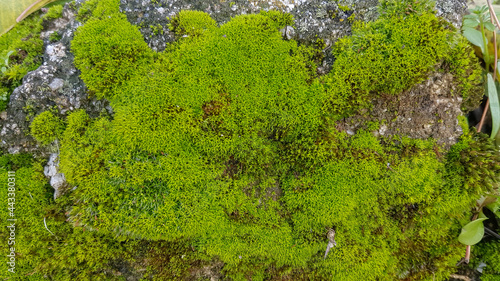moss detail on wet rocks