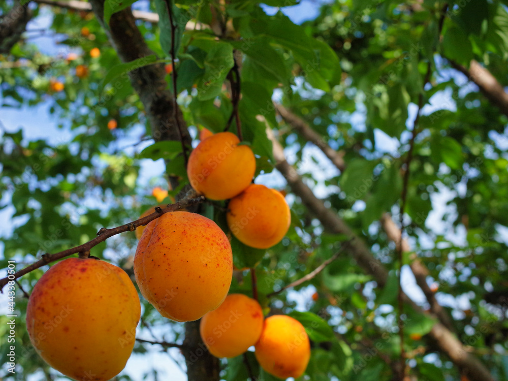 完熟の杏の実