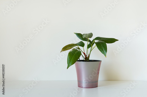 white wall and plant on the table at home