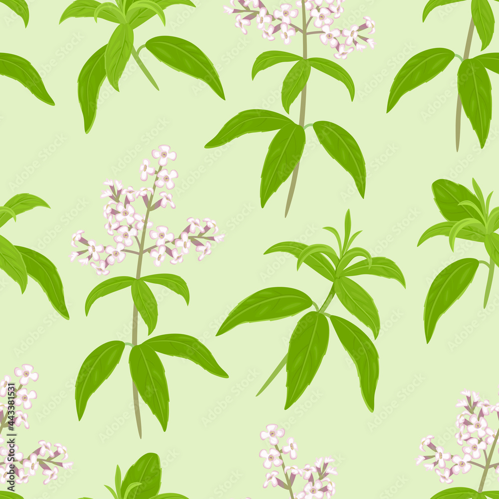 Verbena seamless pattern. Verbena branches with leaves and flowers on a green background. Botanical vector illustration in cartoon flat style.