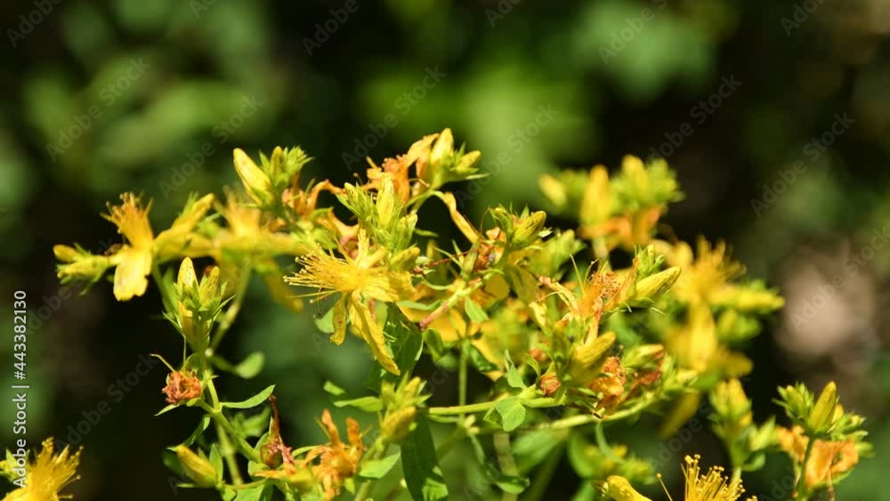 St. John's wort, medicinal plant with flower
St. John's wort, medicinal plant with flower