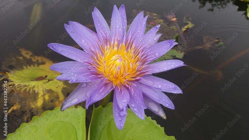 A single purple lotus with yellow pollen and water drops after rainy