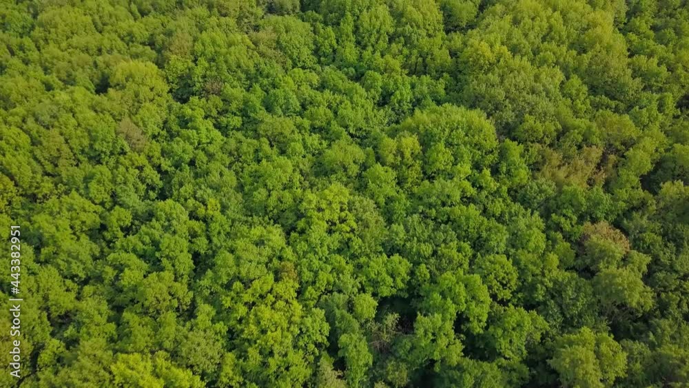 Aerial view over green trees forest on daytime in spring in Western Ukraine Aerial view over green trees forest on daytime in spring in Western Ukraine