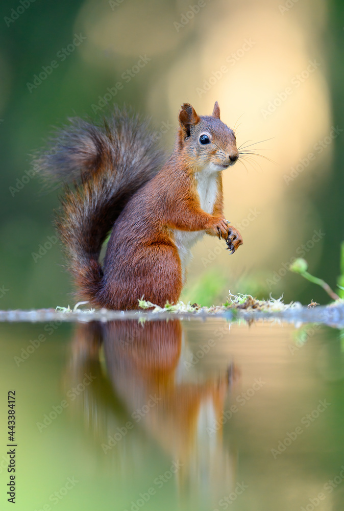 Red squirrel (Sciurus vulgaris) Red squirrel (Sciurus vulgaris)