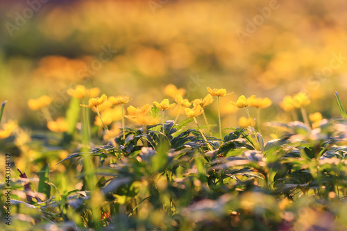 swimsuit wild yellow flowers, nature summer field with flowers abstract beautiful background nature toning