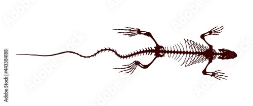 The skeleton silhouette of the wild iguana.