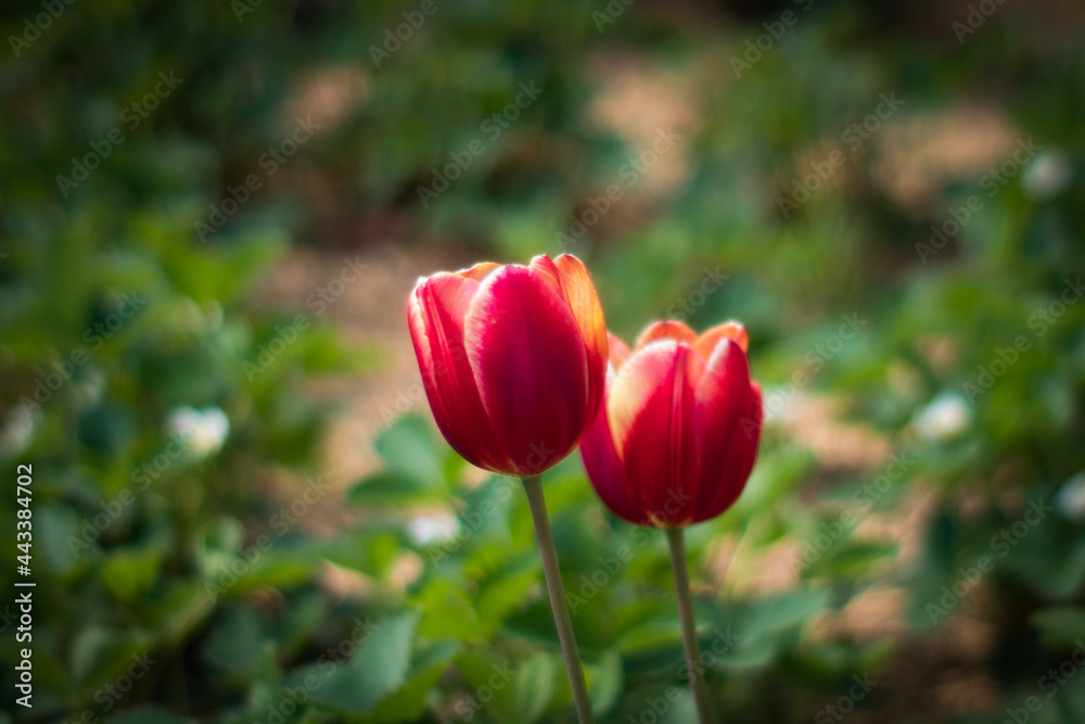 Beautiful tulips in their diverse diversity. Beautiful tulips in their diverse diversity.
