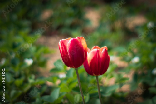 Beautiful tulips in their diverse diversity.