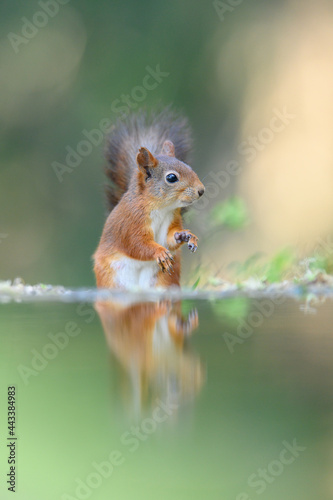 Red squirrel (Sciurus vulgaris) © STUEDAL
