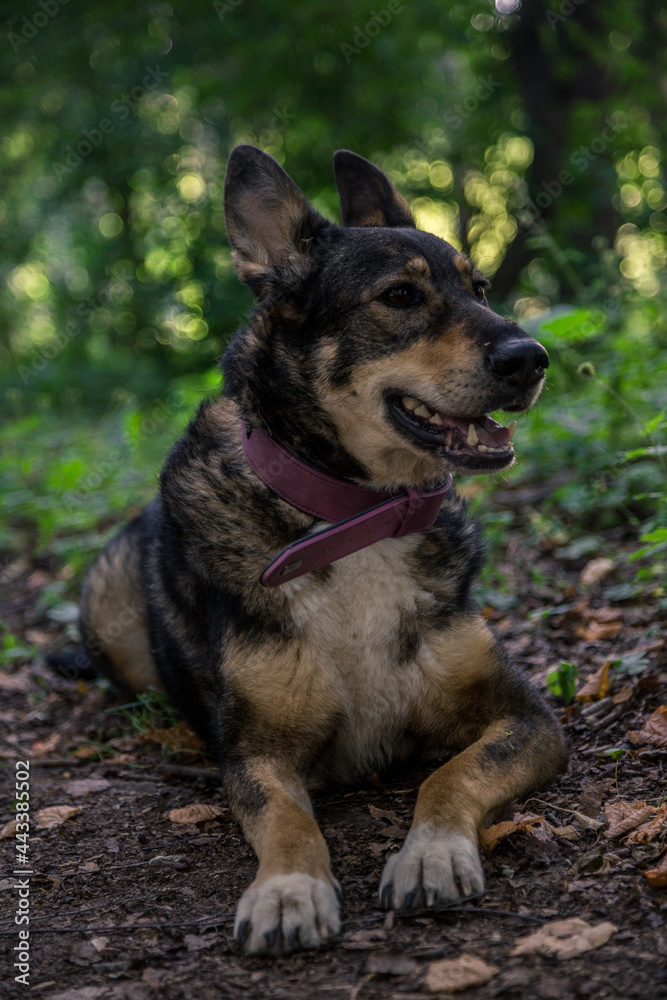 A shepherd in a forest portrait