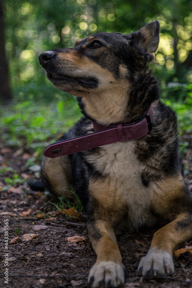 A shepherd in a forest portrait
