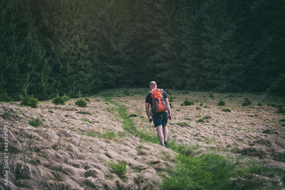 Lonely backpacking male back to camera walk on highland forest mountain stone trail in moody colors summer season.