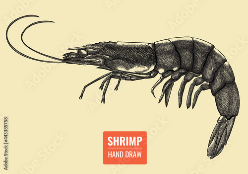 Hand draw engrave shrimp isolated illustration, Vector vintage for menu, label