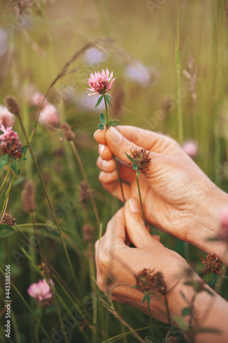 Foto Homeopathy herbs
