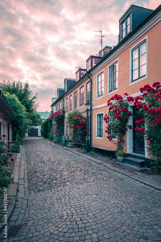 Small cobblestoned alley bordered with cozy old houses and roses in full bloom during sunset in Lund Sweden