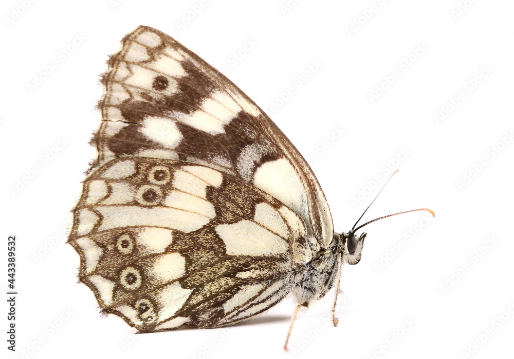 Fototapeta premium Chess Board butterfly macro isolated on white background, side view