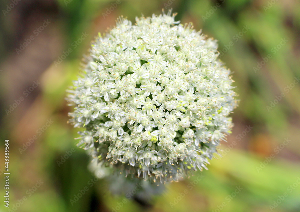 Flowering onions. Small flowers on legs are collected in a large ball. Umbellate plants. Vegetable garden in the summer in the village. Flowering onions. Small flowers on legs are collected in a large ball. Umbellate plants. Vegetable garden in the summer in the village.
