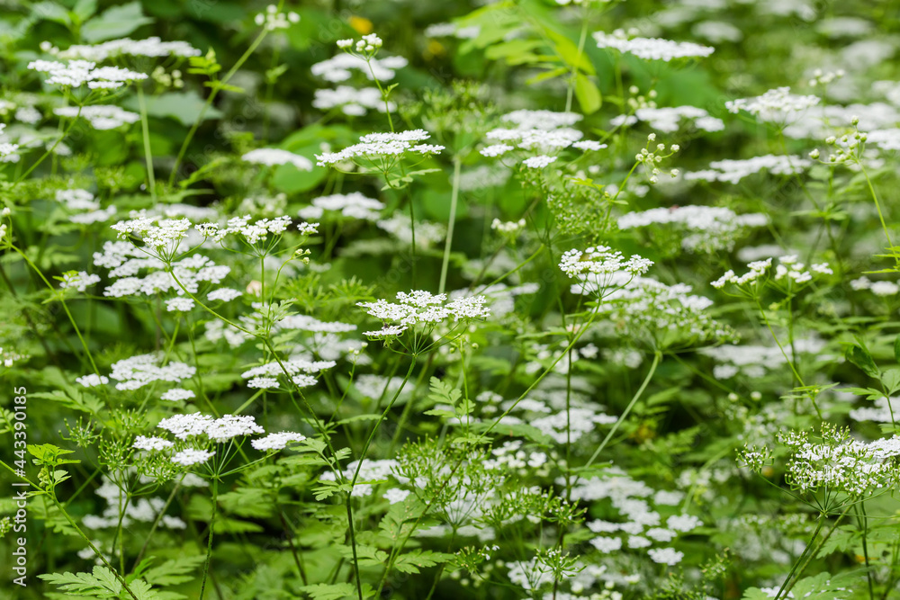 Flowering plants with white flowers in umbel inflorescences on glade - obrazy, fototapety, plakaty 