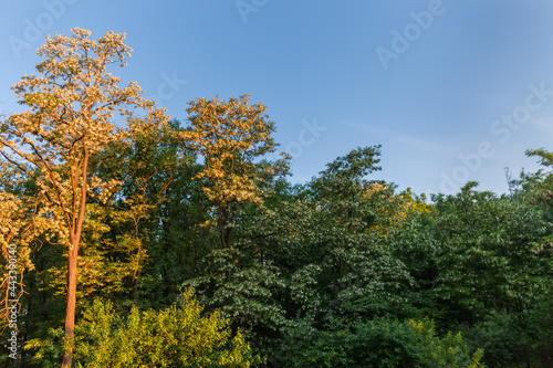 Fototapeta Naklejka Na Ścianę i Meble -  Flowering locust trees in old park against sky at sunrise
