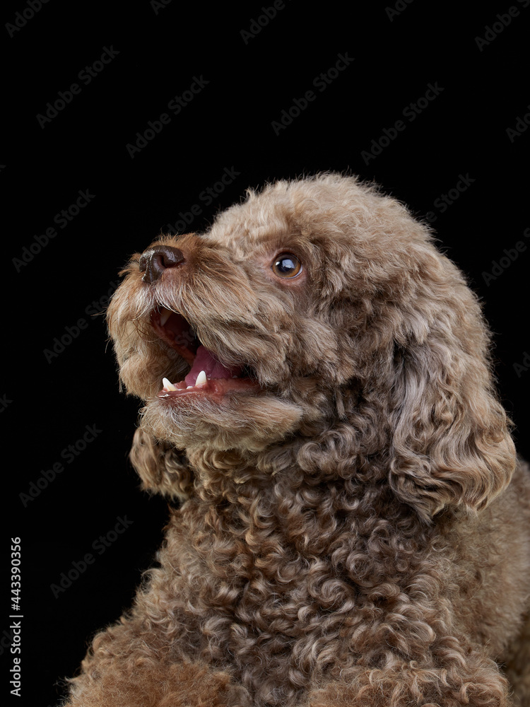 cute curly chocolate poodle. The dog is like a toy. Beautiful pet on a black background