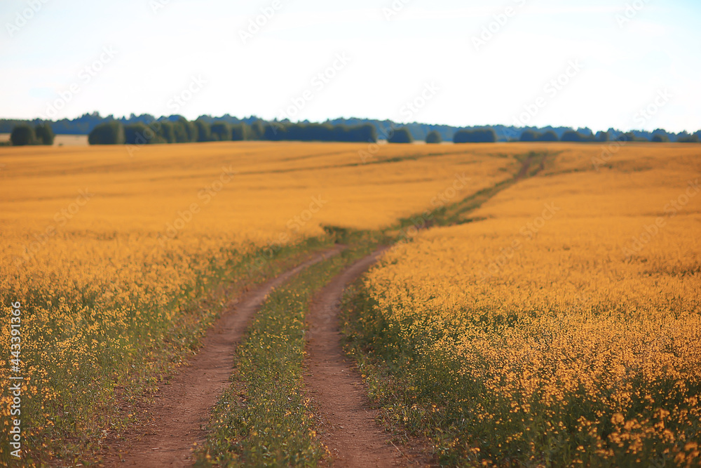 abstract summer background texture of yellow flowers in the field, beautiful nature sunny day wild flower abstract summer background texture of yellow flowers in the field, beautiful nature sunny day wild flower
