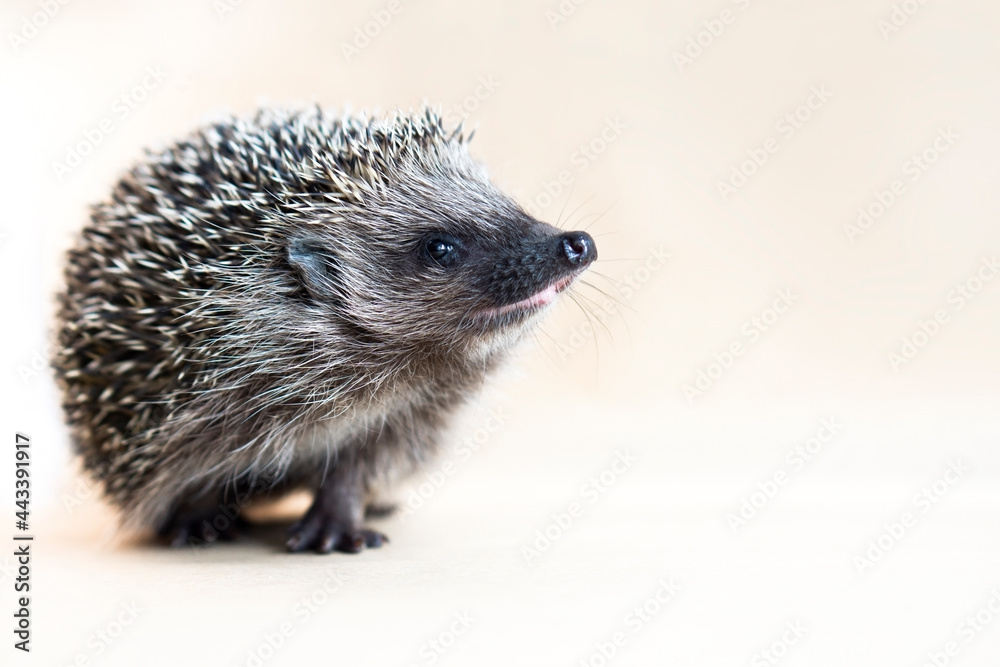 Naklejka premium Close up portrait of smiling cute hedgehog looking at copy space for text on yellow background . Advertising mock up concept.