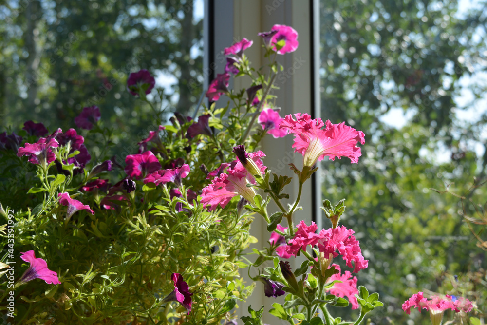 Flowering petunia in sunny day. Bright pink flowers with frilly edges decorate garden on the balcony
