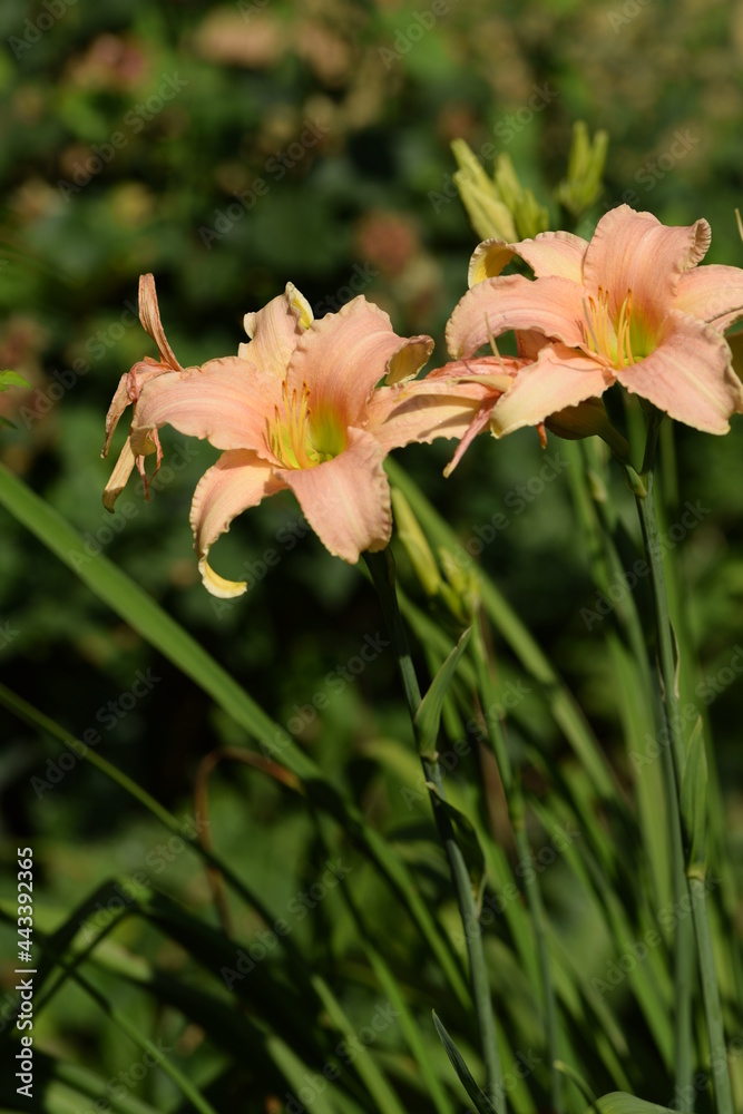 Fototapeta premium Peach colour daylily flowers.