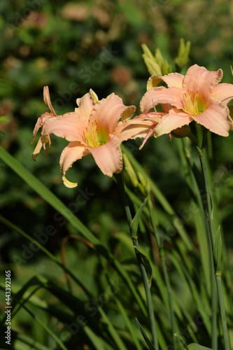 Peach colour daylily flowers.