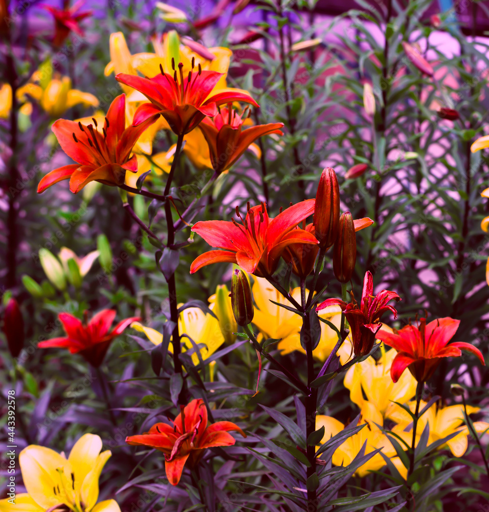 Fototapeta premium Closeup of a Asiatic Lily Flower, Lilium Species, Blooming in Early Summer.
