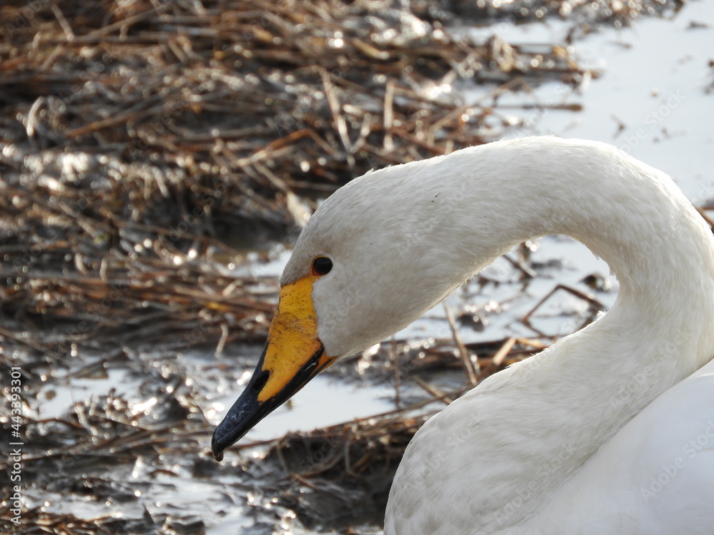 Obraz premium 白鳥