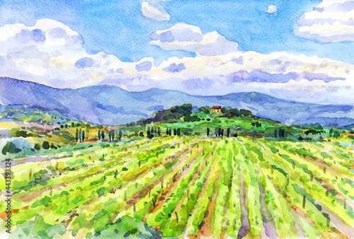 Vineyard landscape. Watercolor painting