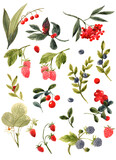 Botanical watercolor illustrations with berries, branches and leaves. Set of isolated elements from blueberries, raspberries, strawberries, lingonberries, hedgehogs. For invitations, postcard