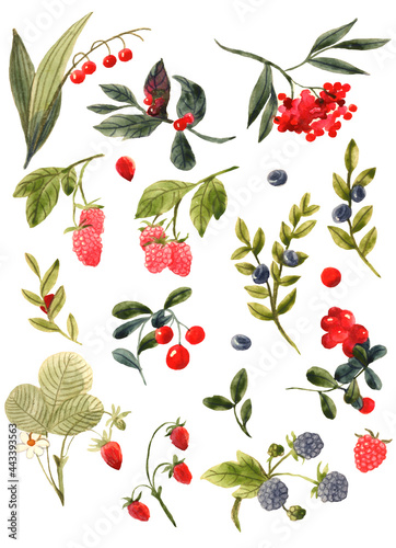Botanical watercolor illustrations with berries, branches and leaves. Set of isolated elements from blueberries, raspberries, strawberries, lingonberries, hedgehogs. For invitations, postcard