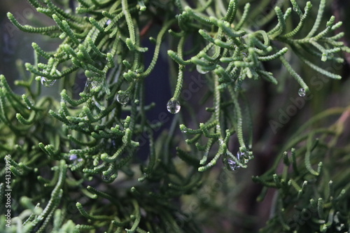 Close up of rainy drops on the green leaves