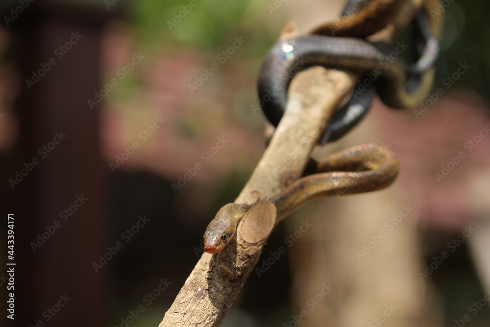 the black copper rat snake or yellow striped snake, is a species of snake found in Southeast Asia the black copper rat snake or yellow striped snake, is a species of snake found in Southeast Asia