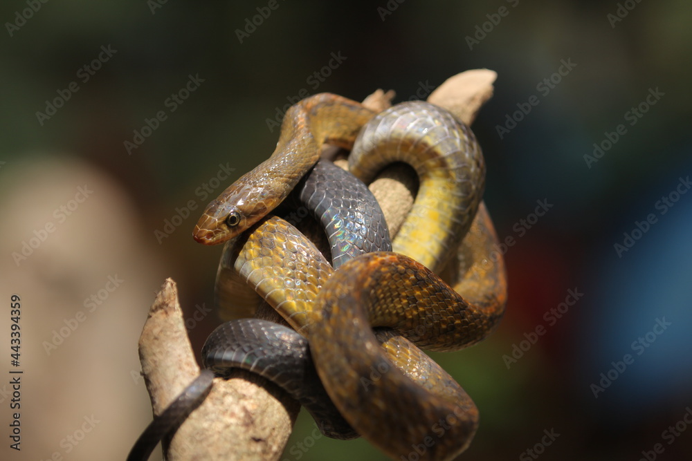 Obraz premium the black copper rat snake or yellow striped snake, is a species of snake found in Southeast Asia