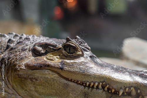 Crocodile face close-up. Open eyes of a predator.