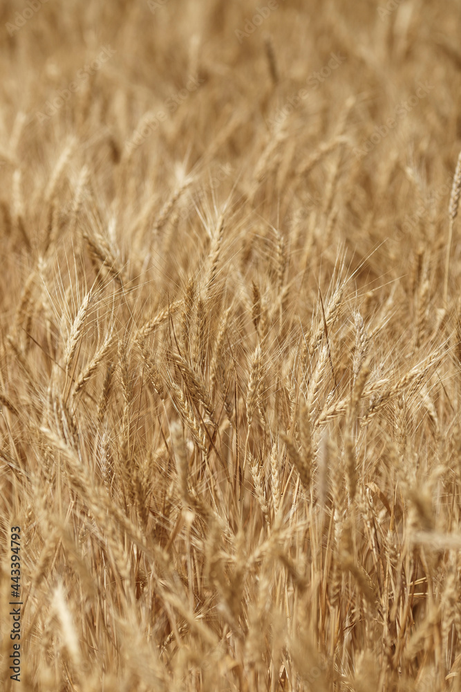 Fields of wheat at sunset. Golden Ears of Ripe Wheat Fields of wheat at sunset. Golden Ears of Ripe Wheat